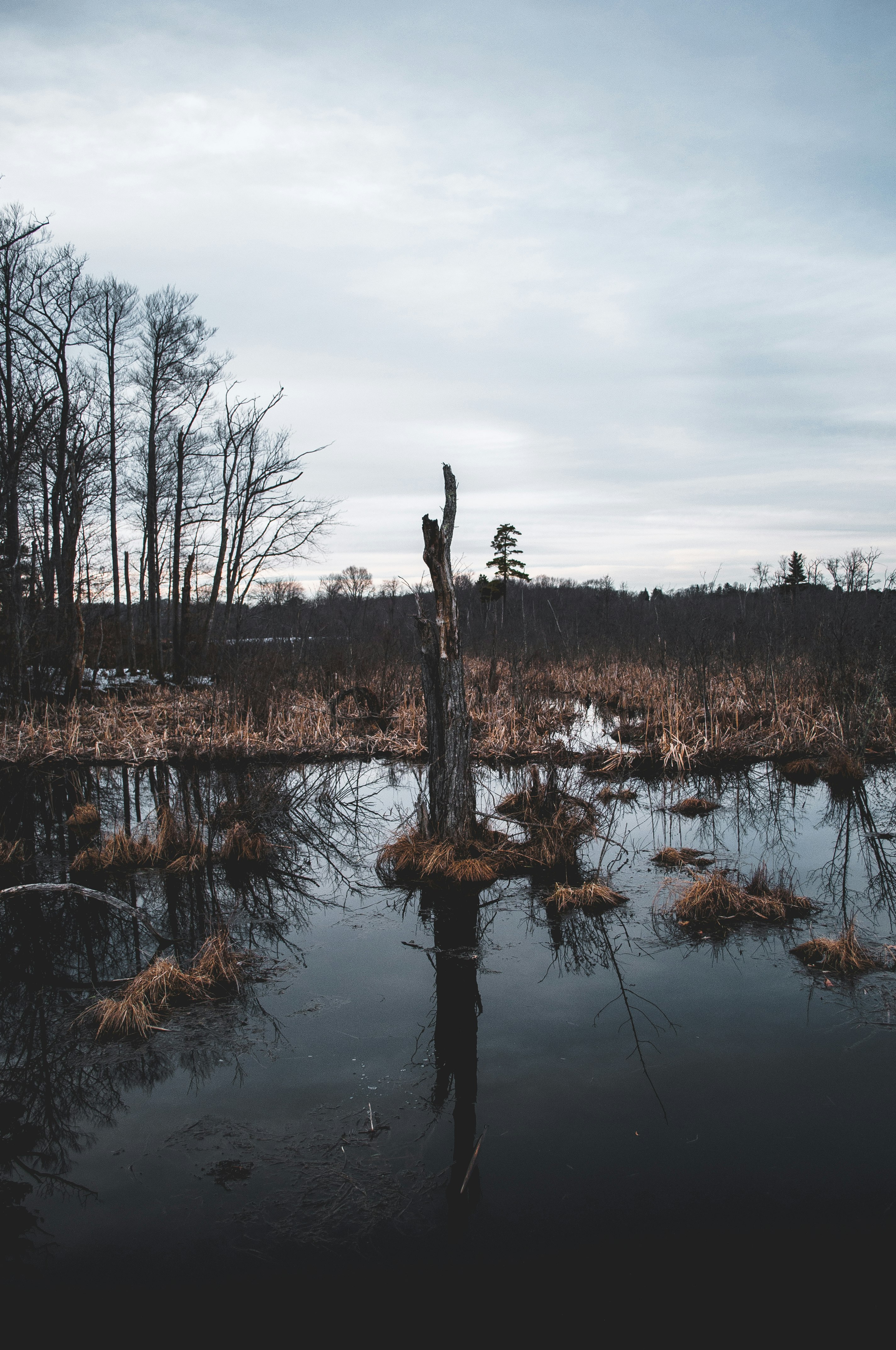 tree trunk surrounded by body of water under white skies